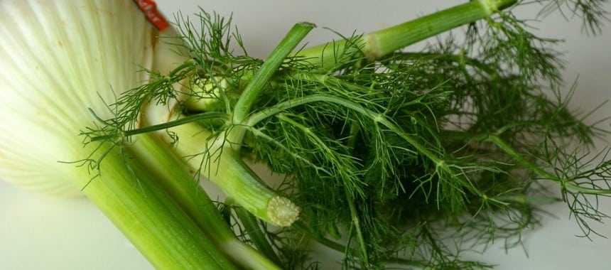 All About: Fennel